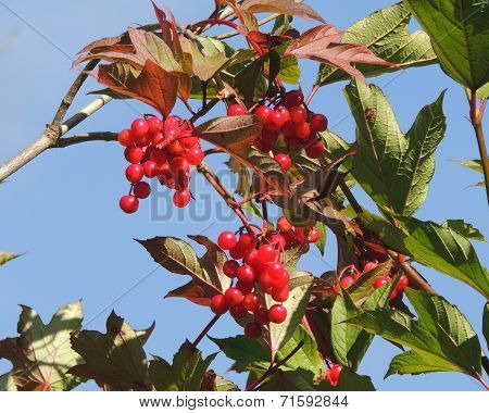 Wild Cranberries on Bush