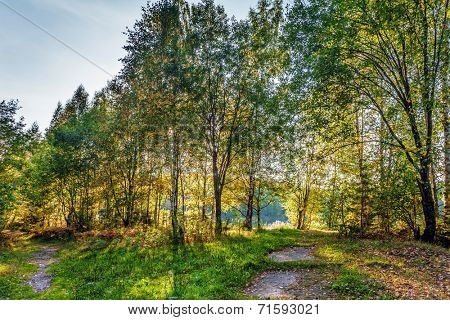 Summer forest in sunny weather 