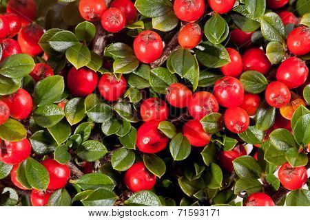 twing of cotoneaster with red fruit macro