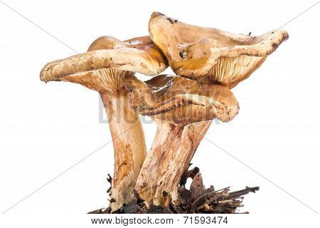 A Mushroom Paxillus