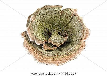 Mushroom Polypore