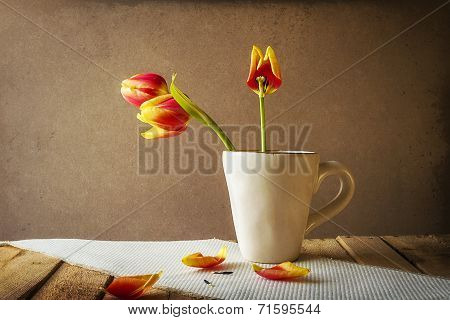 Transience Still Life Tulips Cup Petals
