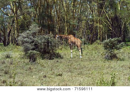 Giraffe