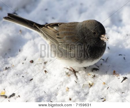 Junco lumi nokka