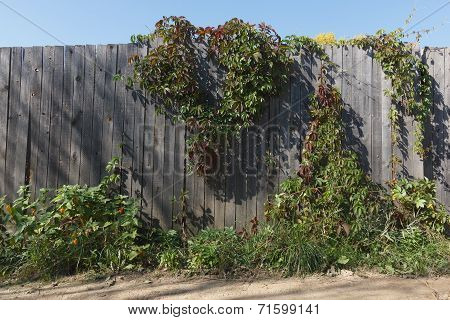 Wild grapes