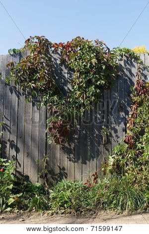 Wild grapes