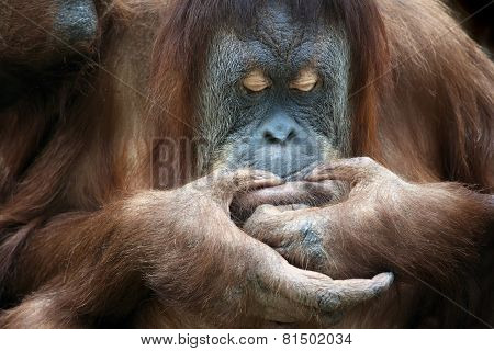 Closeup Portrait Of An Orangutan Female.