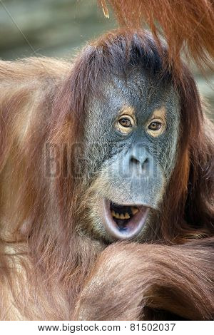 Closeup Portrait Of A Young Orangutan Female With Open Chaps.