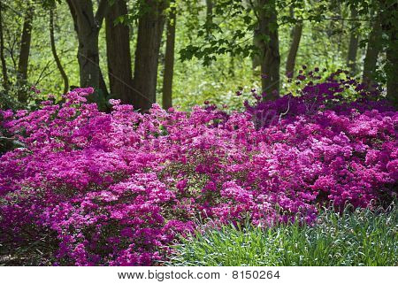 Pink Azaleas