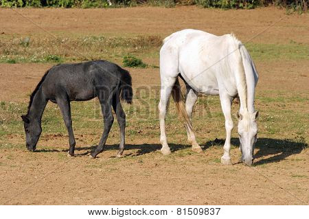 Foal With A Mare Grazing On Summer Meadow Rural Scene