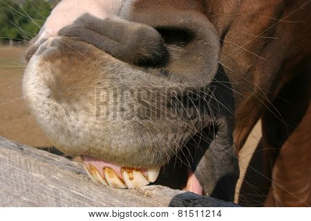 Young Horse Chewing Fence At Farm Summertime Funny Scene