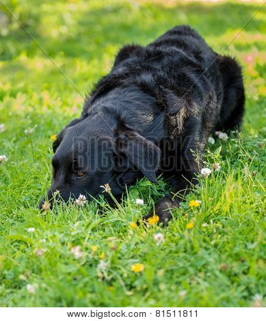 Black dog lying in grass