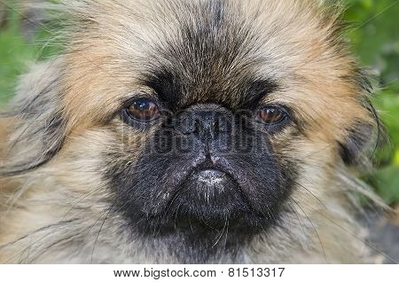 Dog Pekingese