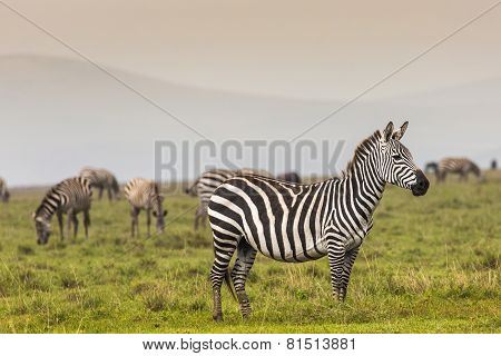 Zebra In National Park. Africa, Kenya