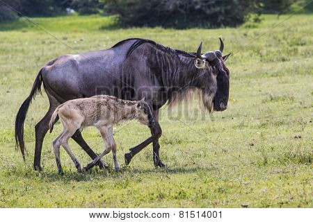 A Wildebeest Mother And Newly Born Calf, Ngorongoro Crater, Tanzania.