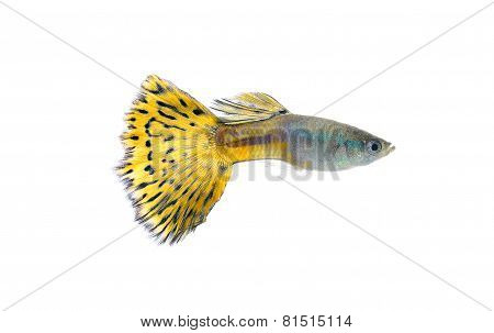 Guppy Fish Isolated On White Background
