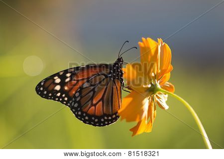 Monarch Butterfly