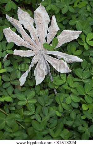 Green and Gray Leaves
