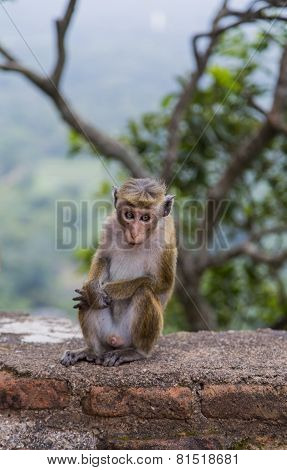 Toque Macaque