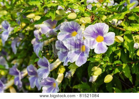 Beautiful blue purple soft nice flower of Laurel clock vine