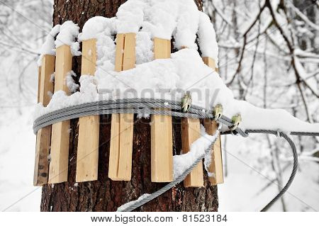 Iron Cable Anchored On Tree