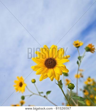 Balsamroot Balsamorhiza a genus of plants in the sunflower