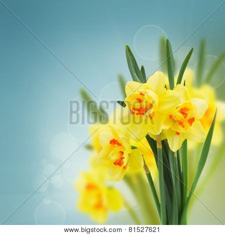 spring narcissus garden