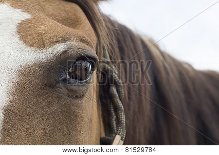 brown Horse eye horizontal