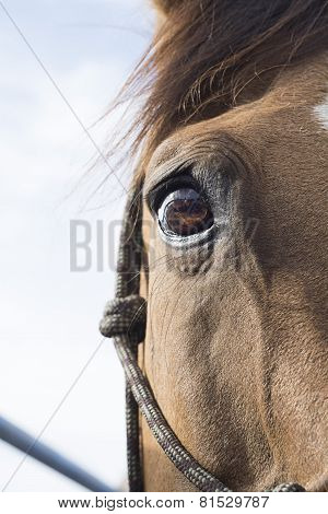 Horse eye on sky background