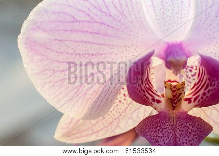 Closeup beautiful blooming pink orchid flower