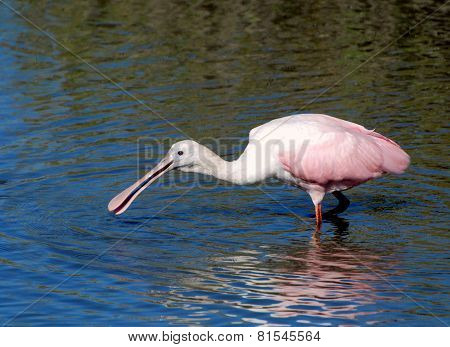 Spoon Bill Feeding