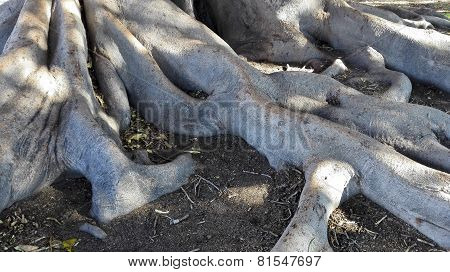 Buttress Roots Of Fig Tree