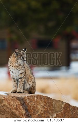 Colorado Bobcat