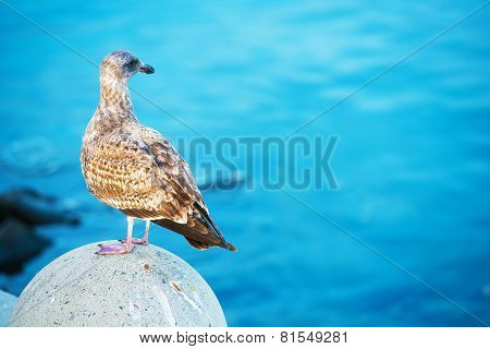 Seagull And The Sea