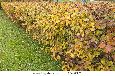 A colorful hedge in a garden.