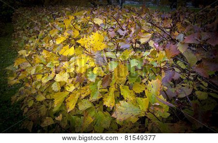 A colorful hedge in a garden. Dark frame.