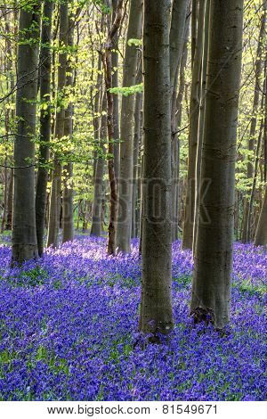 Stunning Bluebell Flowers In Spring Forest Landscape