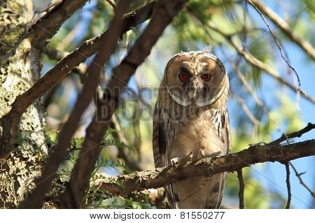 Juvenile Long Eared Owl