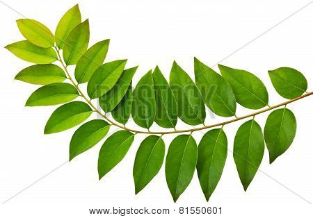 Leaf