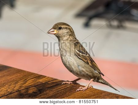 Little bird