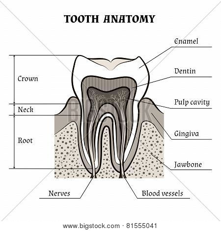 Tooth anatomy