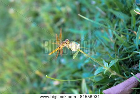 Dragonfly