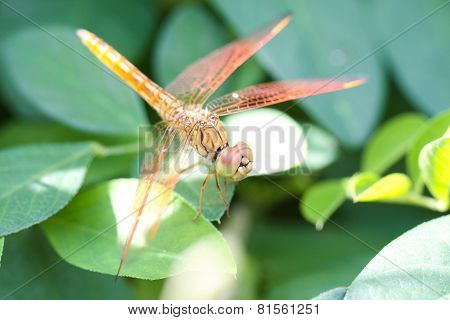 A skimmer dragonfly (Sympetrum sp.)