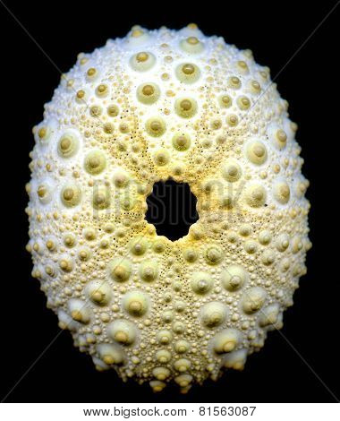 Seashell