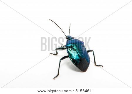 Purple Swollen-legged Beetle