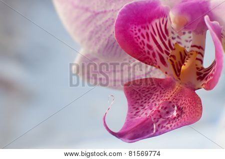 Water Drop On The Petal Beautiful Blooming Pink Orchid Flower