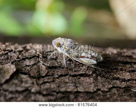 Large Cicada