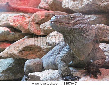 Flaunting Iguana
