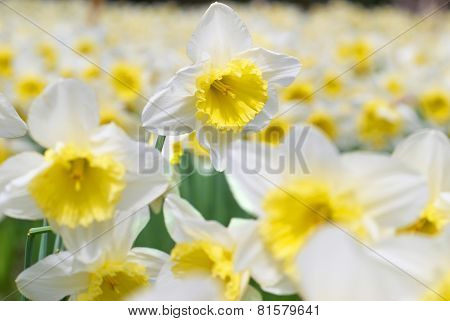 White Narcissuses