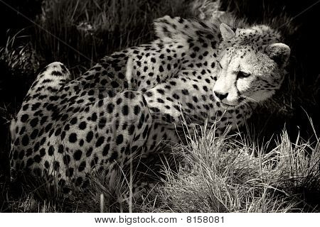 Gepard